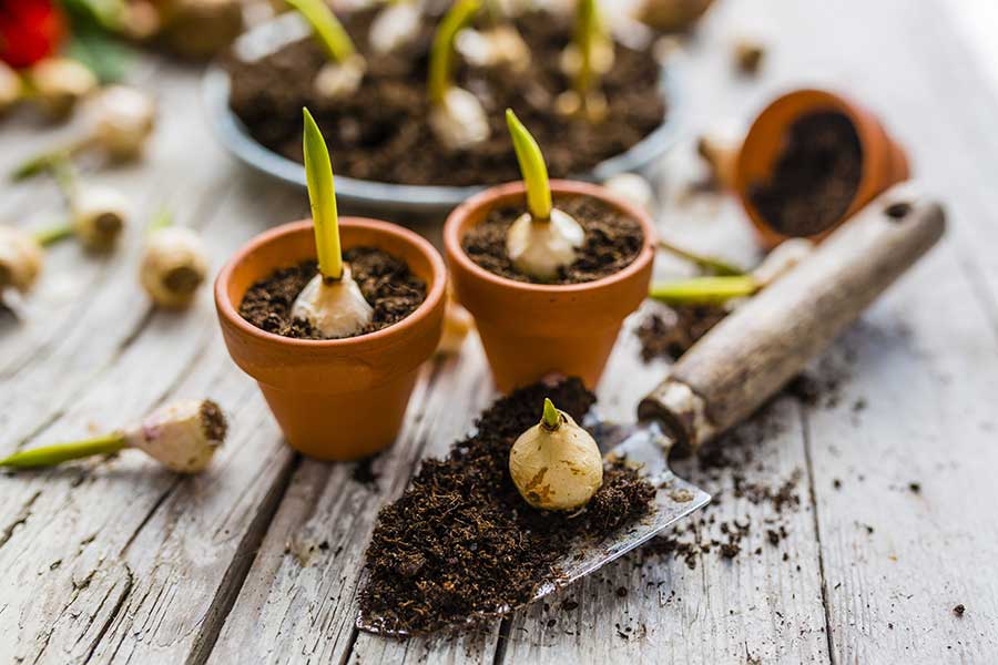 Planting bulbs with a trowel